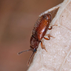 Cryptophagidae