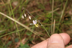Arthropodium milleflorum