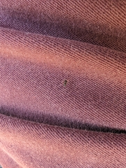 Erigoninae