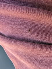 Erigoninae