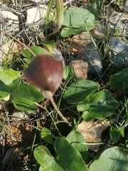 Arisarum
