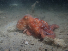 Callistoctopus