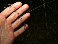 Arthropodium milleflorum