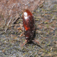Acrulia inflata