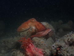 Callistoctopus