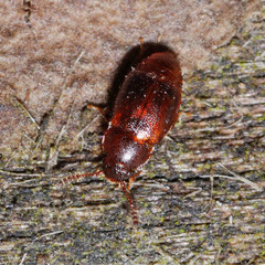 Acrulia inflata