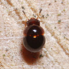 Leiodinae