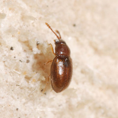 Atomaria