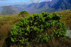 Psoralea mundiana