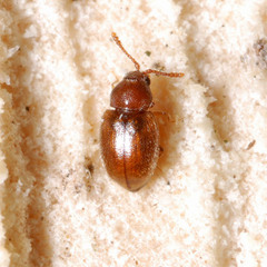 Atomaria