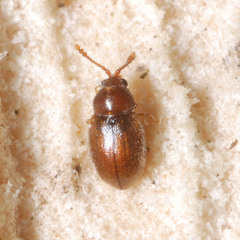 Atomaria