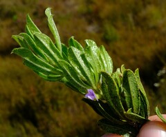 Psoralea mundiana