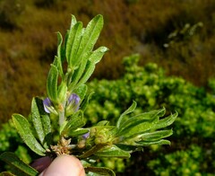 Psoralea mundiana