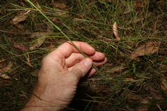 Arthropodium milleflorum