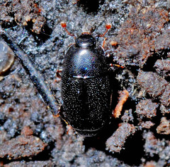 Histeridae