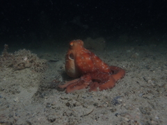 Callistoctopus