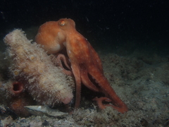 Callistoctopus