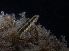 Petroscirtes breviceps