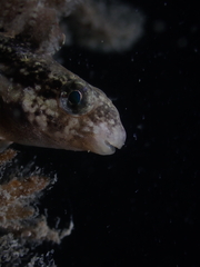 Petroscirtes breviceps