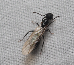 Camponotus sexguttatus