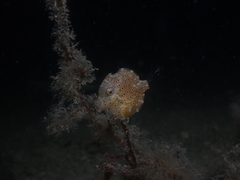 Brachaluteres jacksonianus