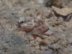 Maxillicosta scabriceps