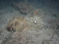 Dolabella auricularia