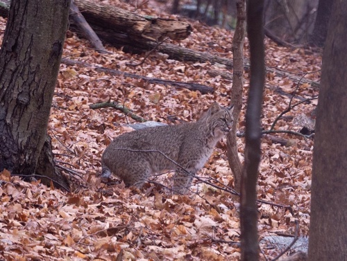 Bobcat photographed in New York