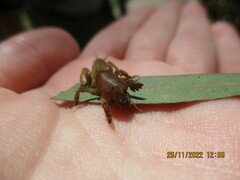 Gryllotalpa australis