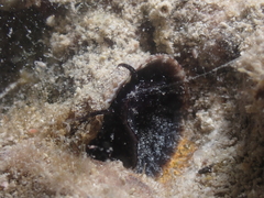Vermetidae