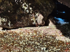 Leptograpsus variegatus