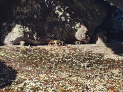 Leptograpsus variegatus