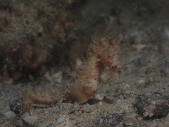 Hippocampus breviceps