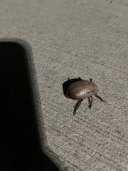 Anoplognathus velutinus