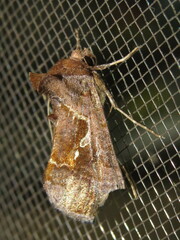 Chrysodeixis subsidens