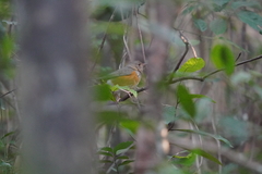 Turdus hortulorum