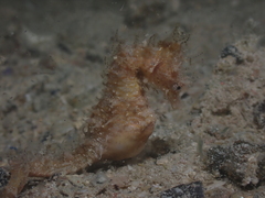 Hippocampus breviceps