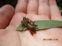 Gryllotalpa australis