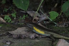 Eutropis multifasciata