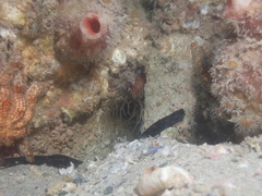 Isanemonia australis