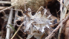 Phyllomorpha laciniata