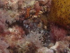 Parablennius postoculomaculatus