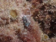 Enneapterygius larsonae