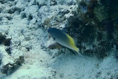 Pomacentrus nigromanus