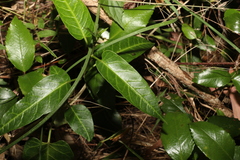 Leichhardtia lloydii