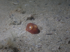 Sepiadarium austrinum