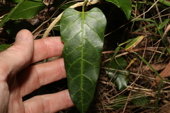 Leichhardtia lloydii