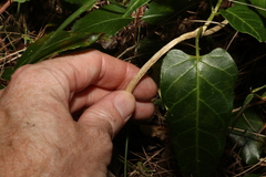 Leichhardtia lloydii