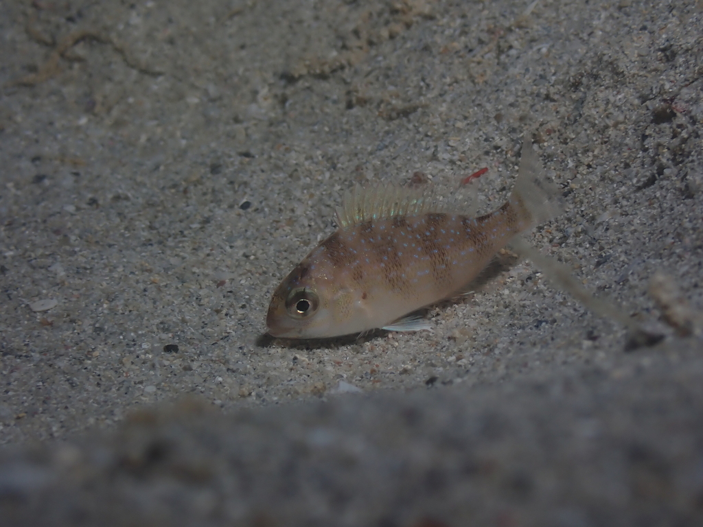 Common sea bream (Pagrus pagrus) — Sparidae