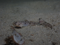 Favonigobius lateralis